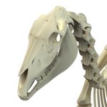 The early horsemen of Central Asia and Eastern Europe discovered a gap between the molars and incisors of the horse, and realized they could place something in this gap to control the equine